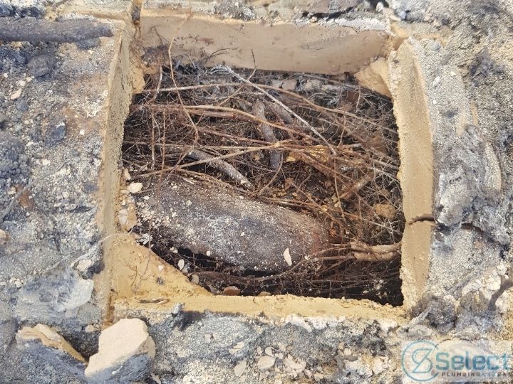 Drain blocked with tree roots in Melbourne