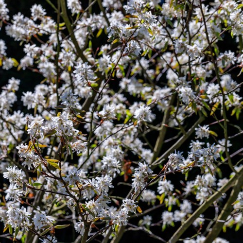 Serviceberry