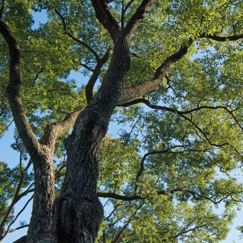 Camphor Laurel near house