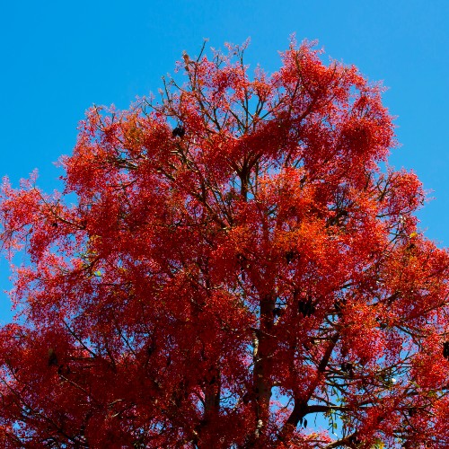 Illawarra Flame Tree