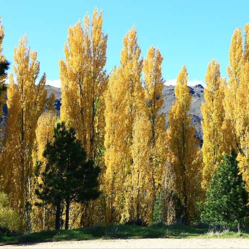 poplar tree near house