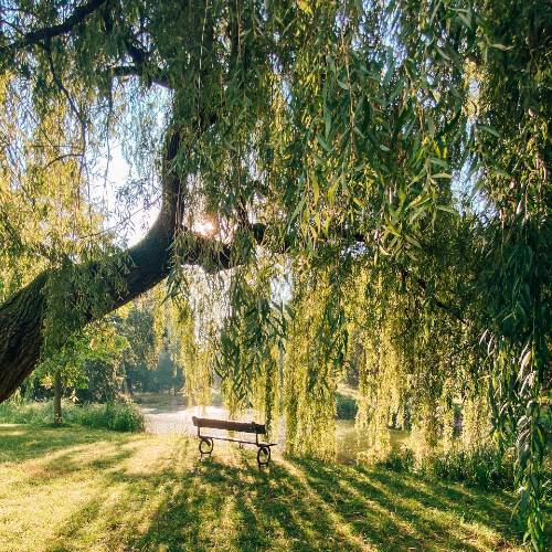 Weeping Willow Tree